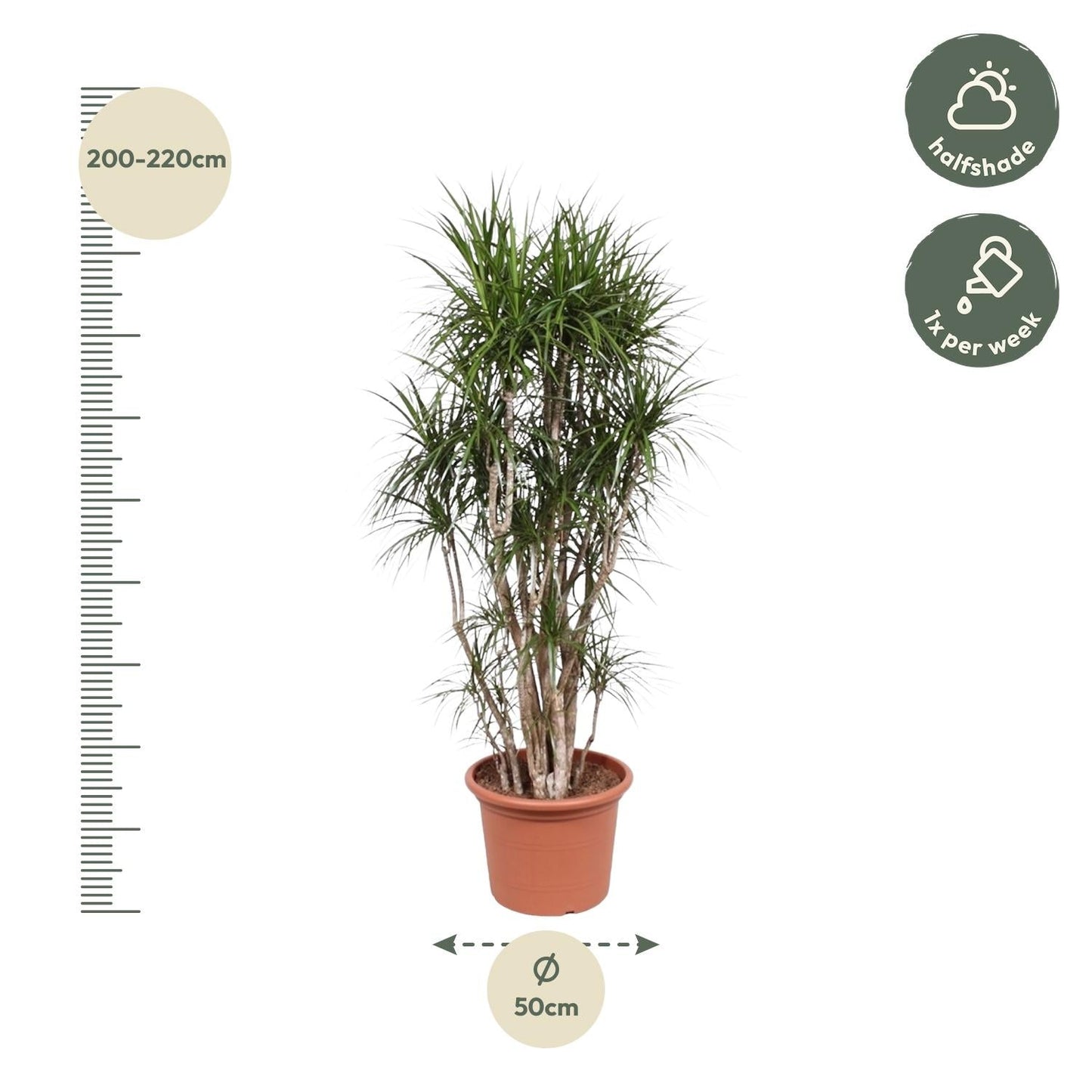 Dracaena Marginata vertakt - 220cm - ø40