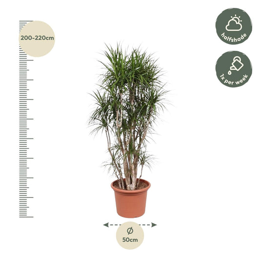 Dracaena Marginata vertakt - 220cm - ø40