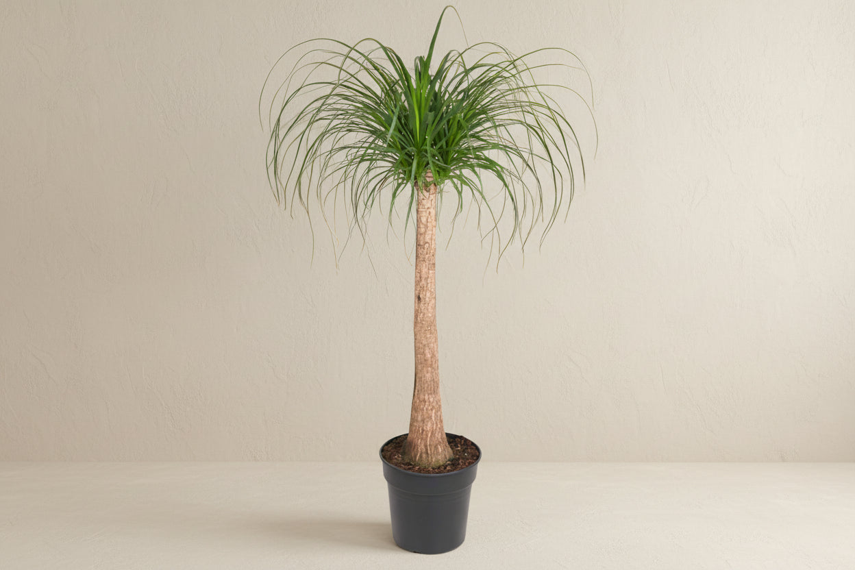Beaucarnea stam - 120cm - ø32