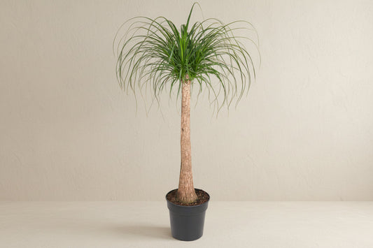 Beaucarnea stam - 120cm - ø32